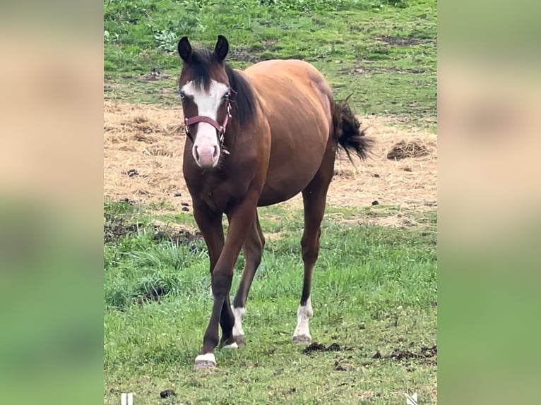 American Quarter Horse Wałach 1 Rok 150 cm Gniada in Dundas, Ontario