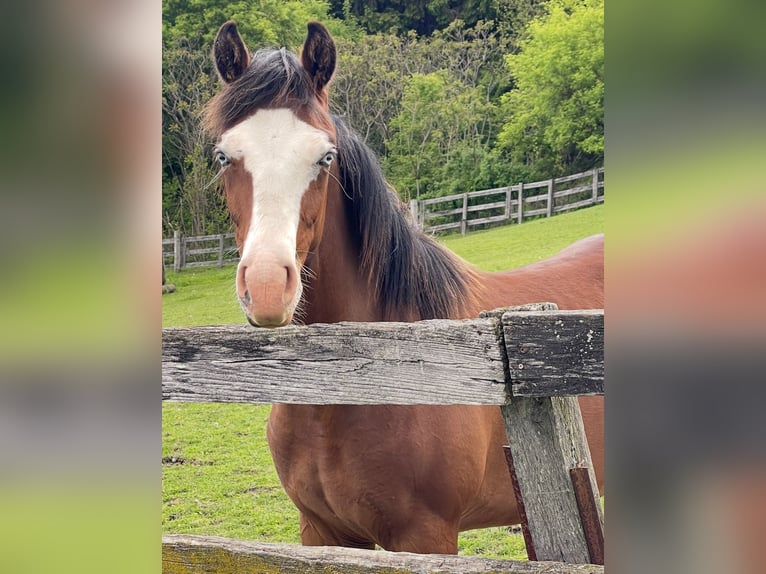 American Quarter Horse Wałach 1 Rok 150 cm Gniada in Dundas, Ontario