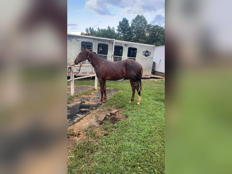 American Quarter Horse Wałach 1 Rok 152 cm Ciemnokasztanowata in Marion