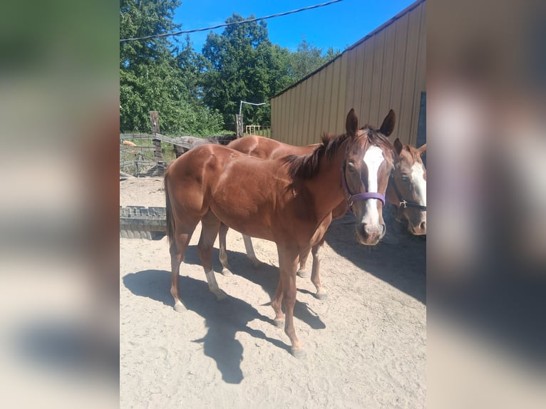 American Quarter Horse Wałach 1 Rok 152 cm Ciemnokasztanowata in Marion