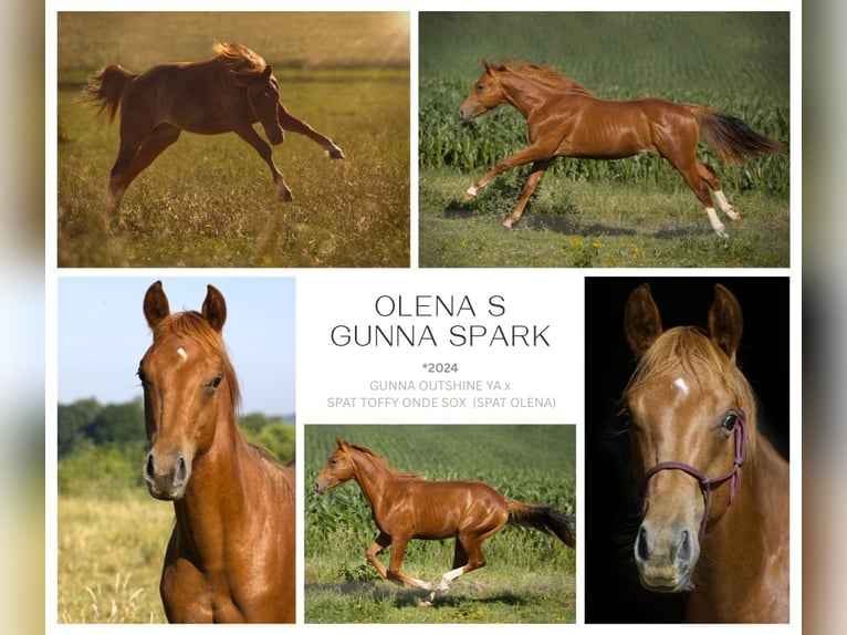 American Quarter Horse Wałach 1 Rok 155 cm Kasztanowata in Fischach