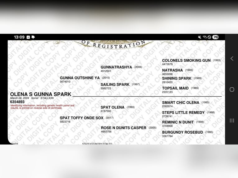 American Quarter Horse Wałach 1 Rok 155 cm Kasztanowata in Fischach