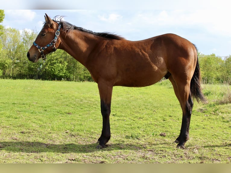 American Quarter Horse Wałach 1 Rok 160 cm Gniada in Midwolde