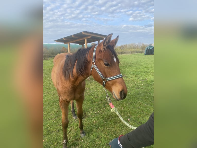 American Quarter Horse Wałach 1 Rok 160 cm Gniada in Schee&#xDF;el
