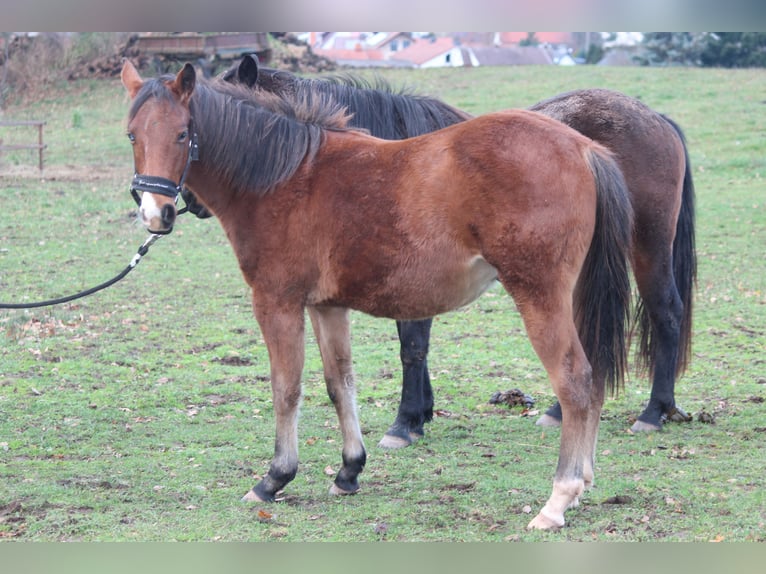 American Quarter Horse Wałach 1 Rok Gniada in Rosa
