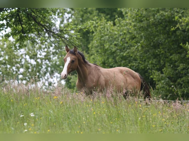 American Quarter Horse Wałach 1 Rok in Oberstaufenbach
