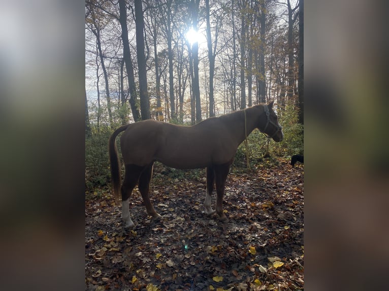 American Quarter Horse Wałach 20 lat 155 cm Kasztanowata in Laichingen Machtolsheim