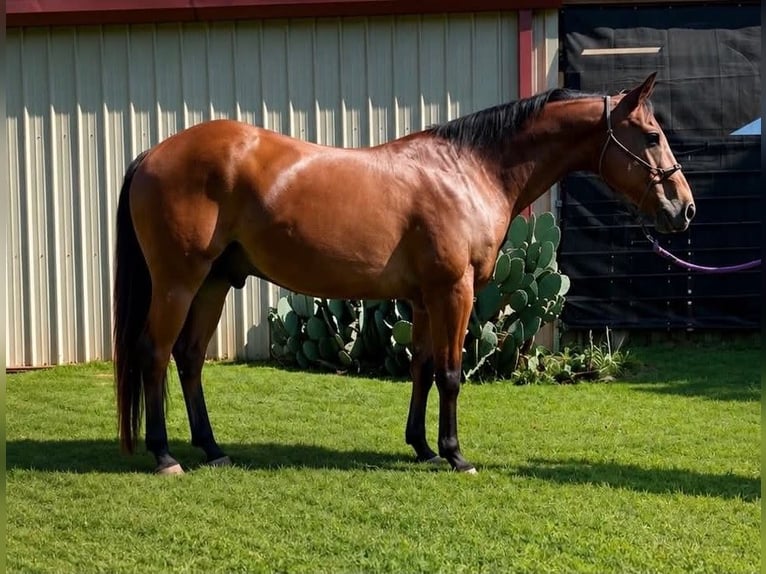 American Quarter Horse Wałach 22 lat 150 cm Gniada in Ward