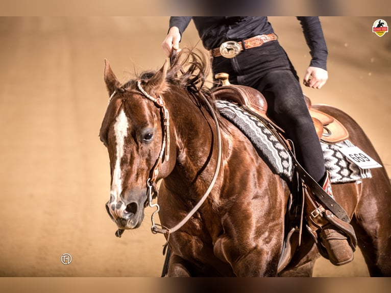 American Quarter Horse Wałach 22 lat Ciemnokasztanowata in Arnbruck