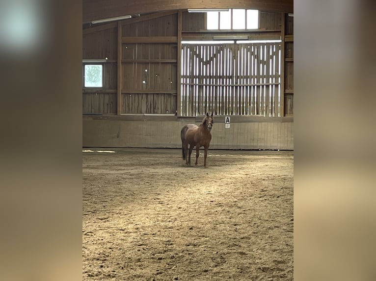 American Quarter Horse Wałach 26 lat 165 cm  in Mallersdorf-Pfaffenberg