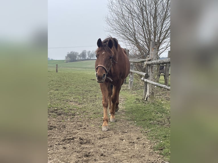 American Quarter Horse Wałach 26 lat 165 cm  in Mallersdorf-Pfaffenberg