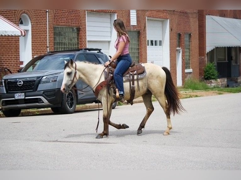 American Quarter Horse Wałach 2 lat 132 cm Jelenia in Owensville