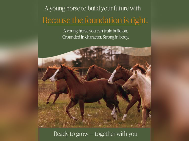 American Quarter Horse Wałach 2 lat 135 cm Kasztanowata in Arendonk