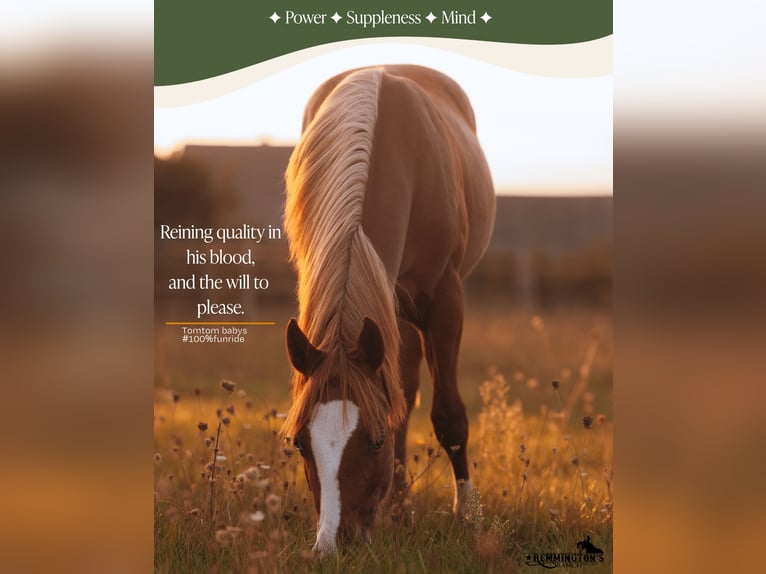 American Quarter Horse Wałach 2 lat 135 cm Kasztanowata in Arendonk