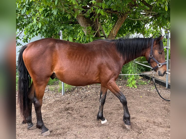 American Quarter Horse Mix Wałach 2 lat 140 cm Ciemnogniada in Uehlfeld