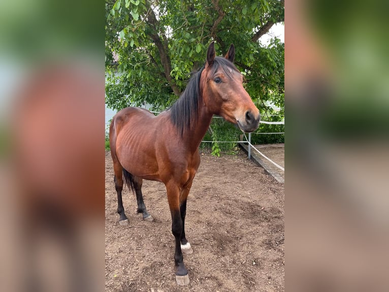 American Quarter Horse Mix Wałach 2 lat 140 cm Ciemnogniada in Uehlfeld