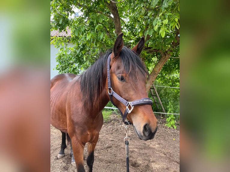 American Quarter Horse Mix Wałach 2 lat 140 cm Ciemnogniada in Uehlfeld
