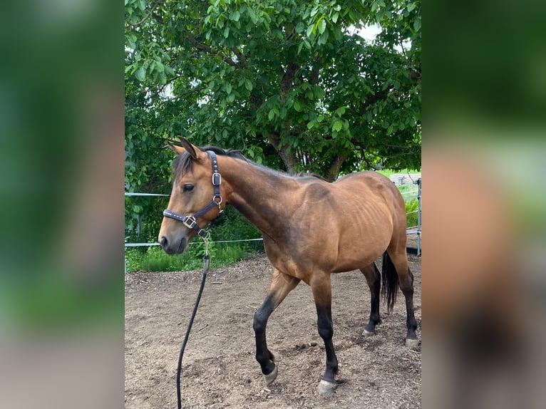 American Quarter Horse Mix Wałach 2 lat 140 cm Jasnogniada in Uehlfeld