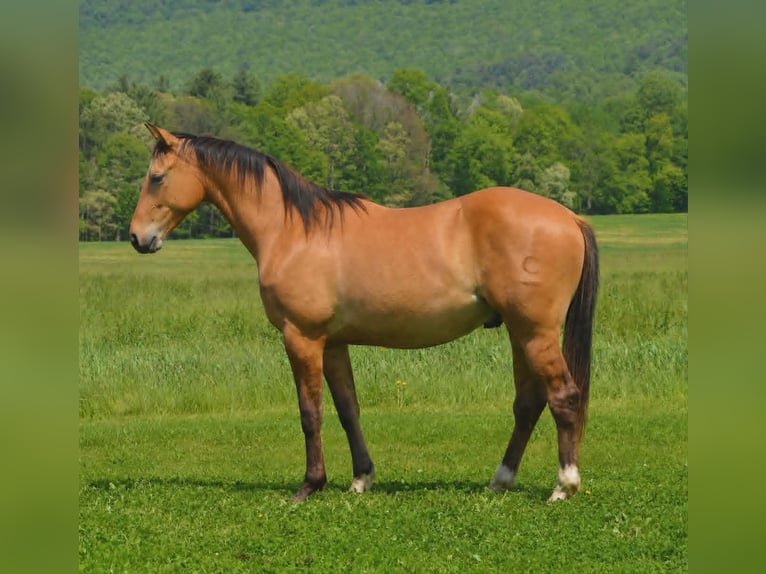 American Quarter Horse Wałach 2 lat 142 cm Bułana in Hustontown