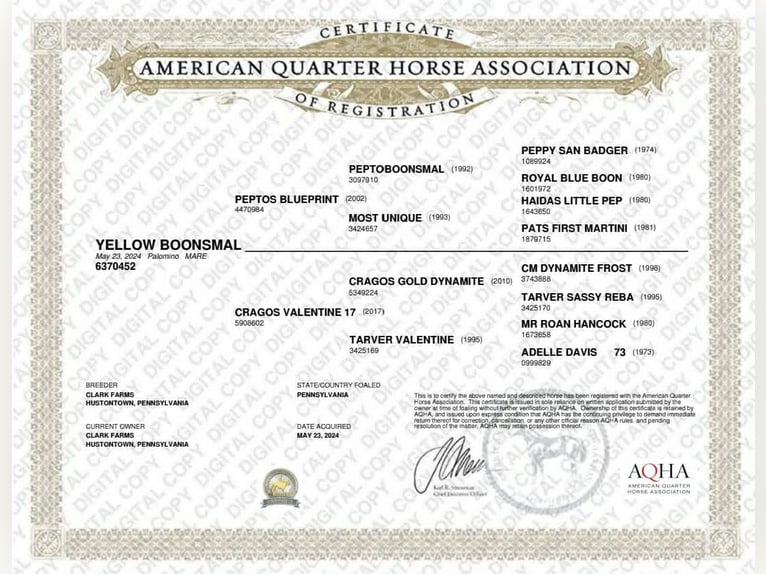 American Quarter Horse Wałach 2 lat 142 cm Izabelowata in Hustontown
