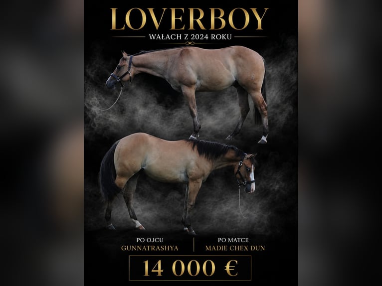 American Quarter Horse Wałach 2 lat 145 cm Bułana in Pszczew