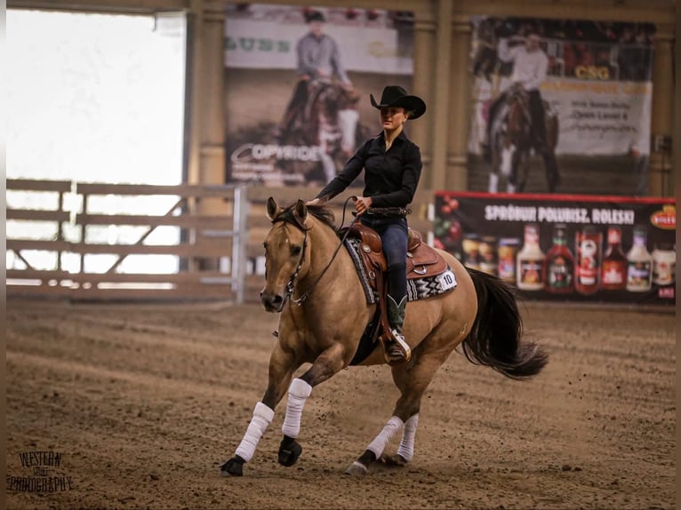 American Quarter Horse Wałach 2 lat 145 cm Bułana in Pszczew
