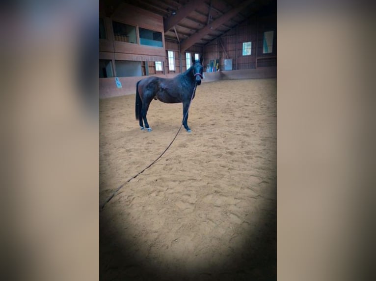 American Quarter Horse Wałach 2 lat 145 cm Gniada in Aalen