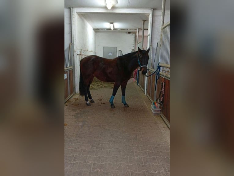American Quarter Horse Wałach 2 lat 145 cm Gniada in Aalen