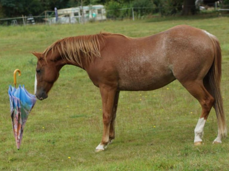 American Quarter Horse Wałach 2 lat 145 cm Kasztanowata in Linsburg