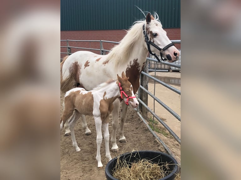 American Quarter Horse Mix Wałach 2 lat 145 cm Szampańska in Achel