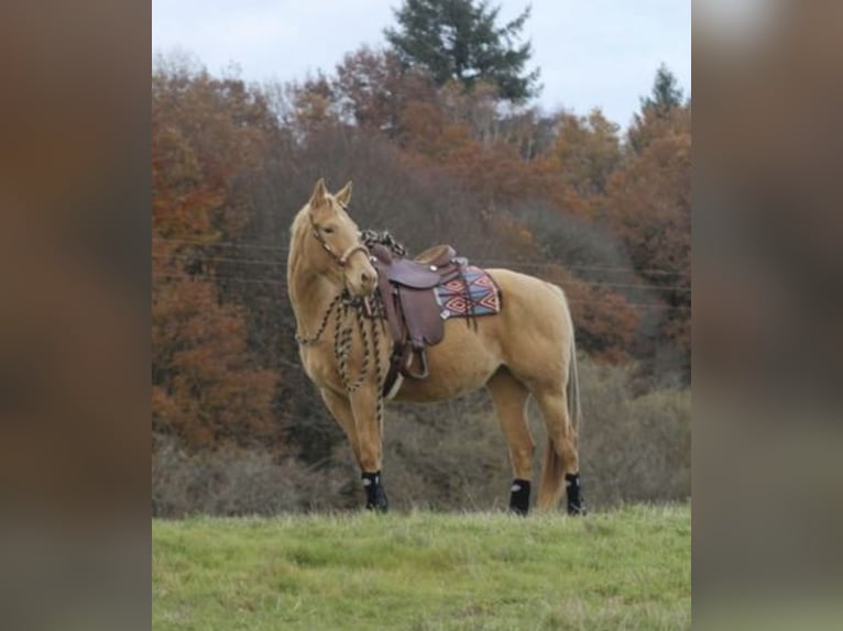 American Quarter Horse Mix Wałach 2 lat 145 cm Szampańska in Achel
