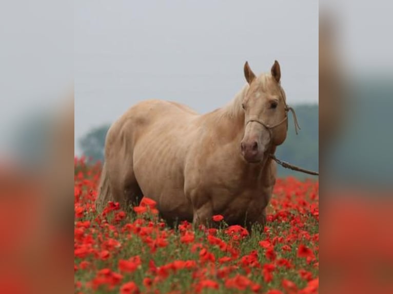 American Quarter Horse Mix Wałach 2 lat 145 cm Szampańska in Achel