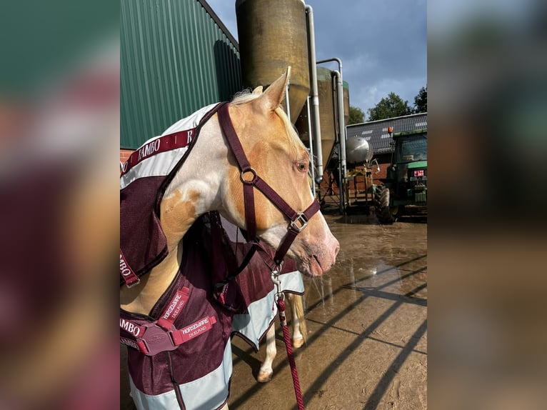 American Quarter Horse Mix Wałach 2 lat 145 cm Szampańska in Achel