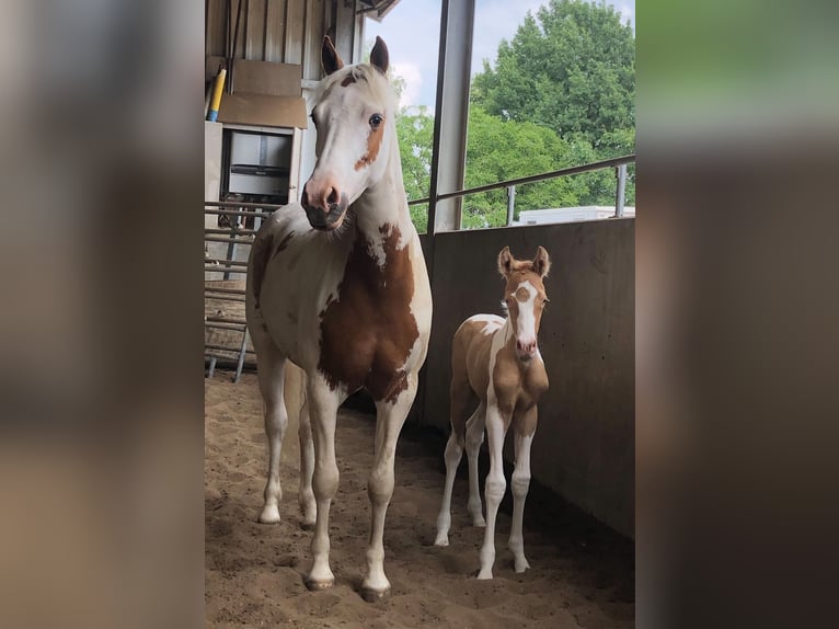 American Quarter Horse Mix Wałach 2 lat 145 cm Szampańska in Achel