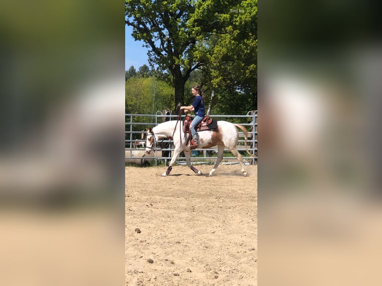 American Quarter Horse Mix Wałach 2 lat 145 cm Szampańska in Achel