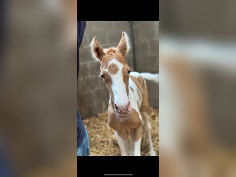 American Quarter Horse Mix Wałach 2 lat 145 cm Szampańska in Achel