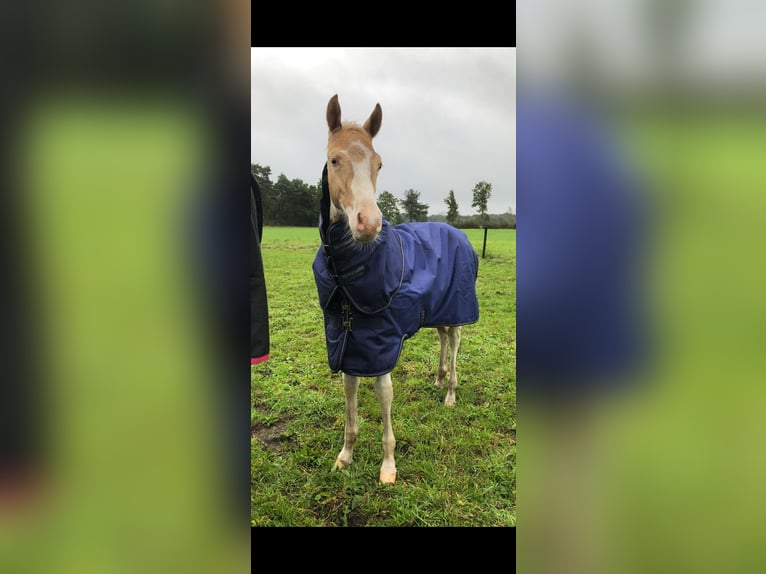 American Quarter Horse Mix Wałach 2 lat 145 cm Szampańska in Achel
