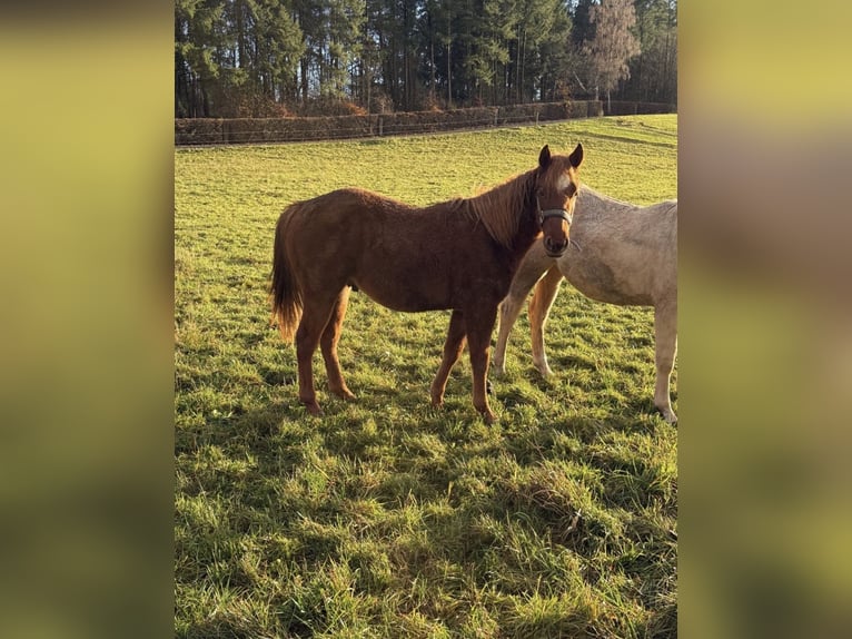 American Quarter Horse Wałach 2 lat 146 cm  in Daleiden
