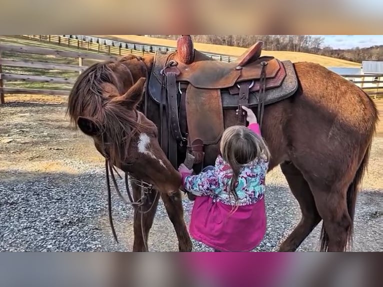 American Quarter Horse Wałach 2 lat 147 cm Cisawa in Jonesborough