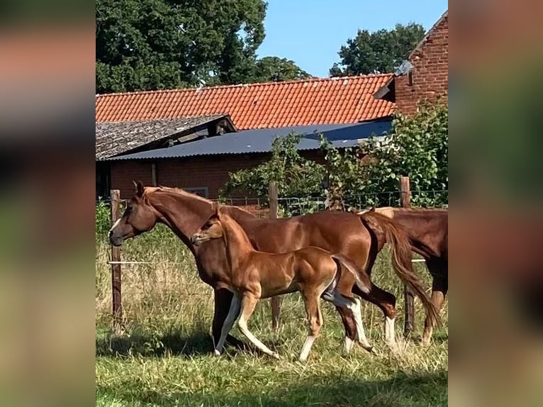 American Quarter Horse Mix Wałach 2 lat 147 cm Kasztanowata in Schönewörde