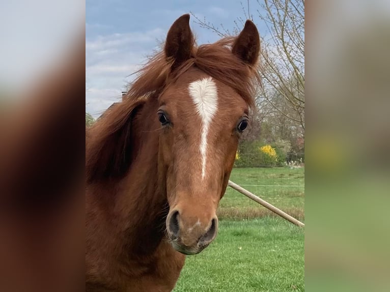 American Quarter Horse Mix Wałach 2 lat 147 cm Kasztanowata in Schönewörde