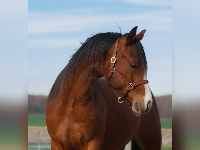 American Quarter Horse Wałach 2 lat 150 cm Gniada in Duingen