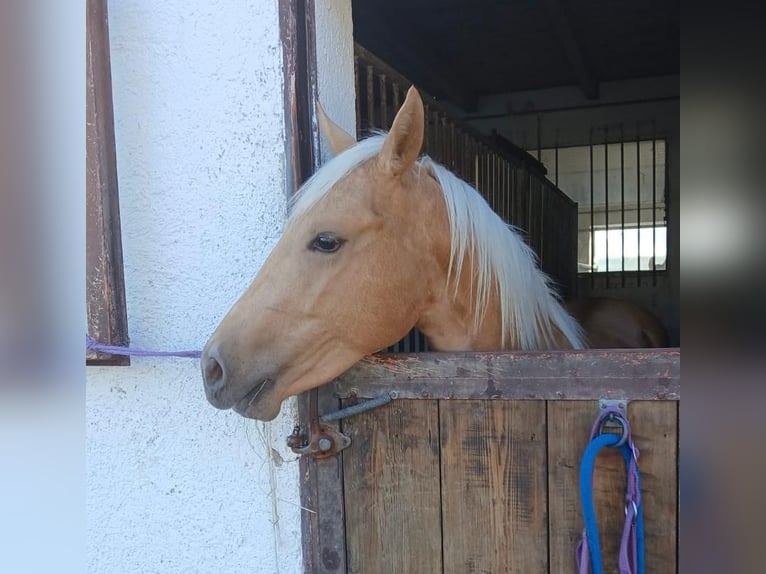American Quarter Horse Wałach 2 lat 150 cm Izabelowata in Ebersberg