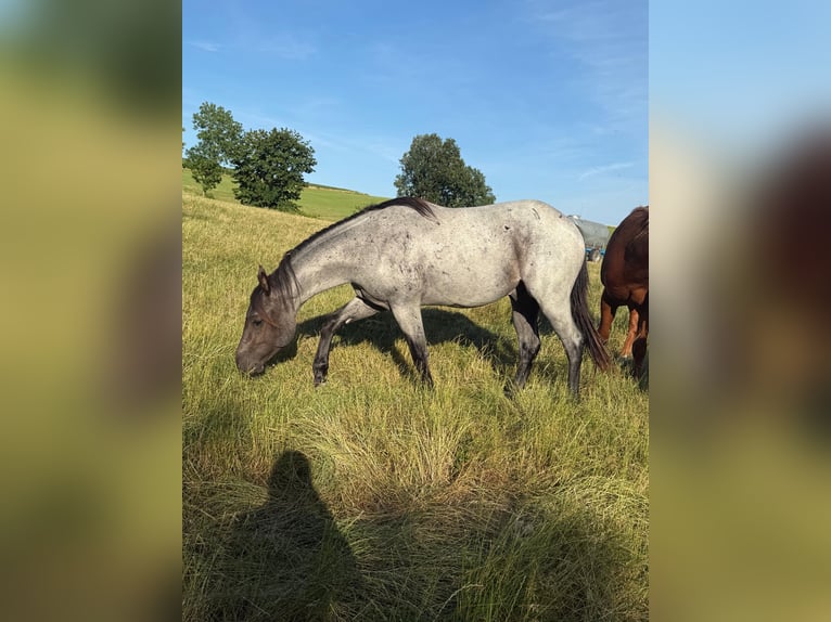 American Quarter Horse Wałach 2 lat 150 cm Karodereszowata in Daleiden