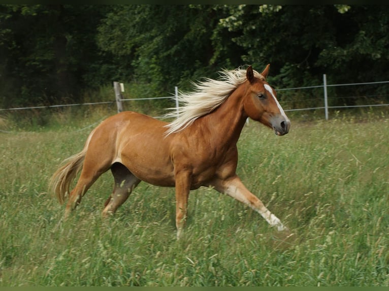 American Quarter Horse Wałach 2 lat 150 cm Kasztanowata in Linsburg