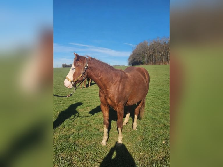 American Quarter Horse Wałach 2 lat 150 cm Kasztanowata in Fleischwangen