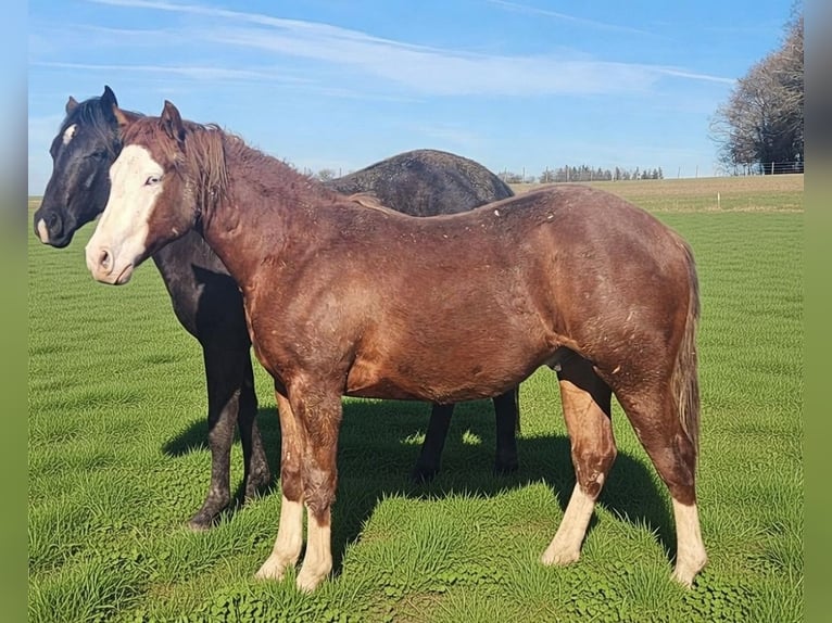 American Quarter Horse Wałach 2 lat 150 cm Kasztanowata in Fleischwangen