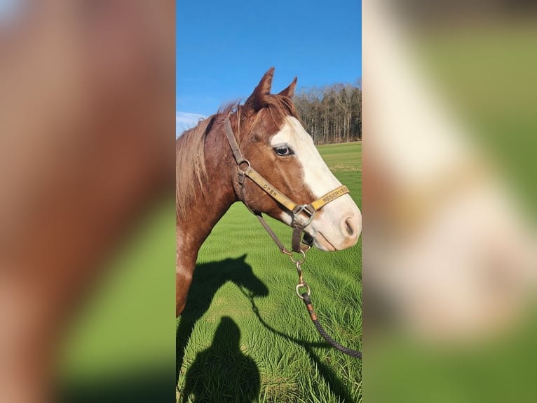 American Quarter Horse Wałach 2 lat 150 cm Kasztanowata in Fleischwangen
