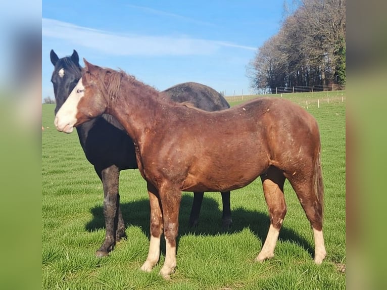 American Quarter Horse Wałach 2 lat 150 cm Kasztanowata in Fleischwangen