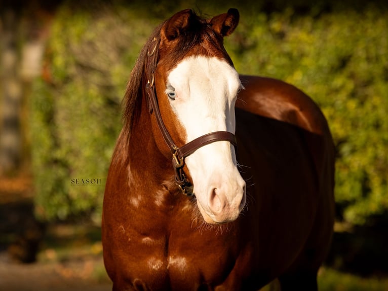 American Quarter Horse Wałach 2 lat 150 cm Kasztanowata in Werlte